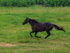 おすすめはどんな学校？ジョッキーを目指せる学校を選ぶ際の基準